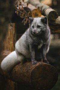 The Resilient Arctic Foxes: A Story of Survival and Hope
